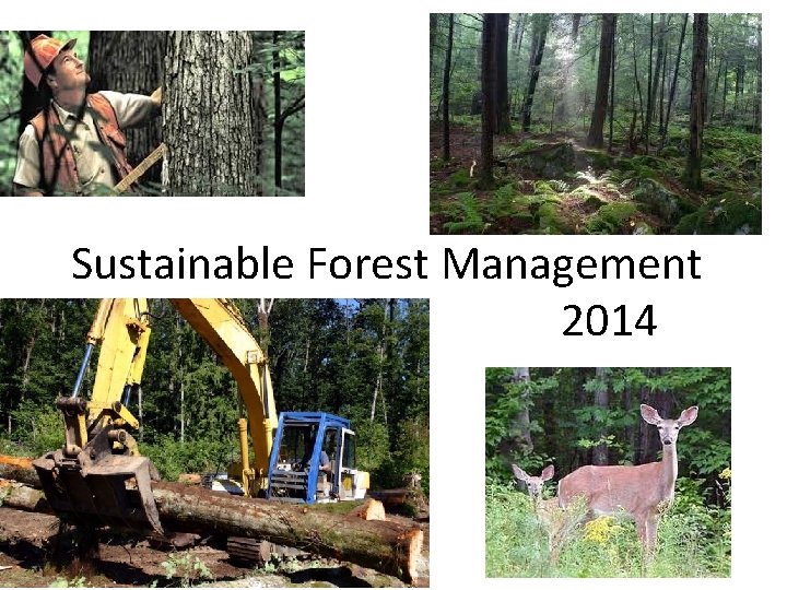 Sustainable Forest Management 2014 