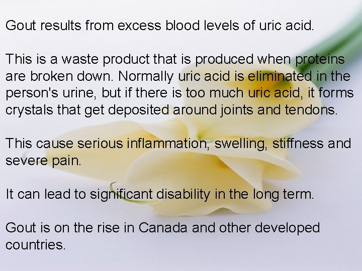 Gout results from excess blood levels of uric acid. This is a waste product