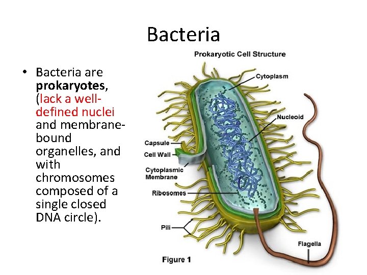 Bacteria • Bacteria are prokaryotes, (lack a welldefined nuclei and membranebound organelles, and with