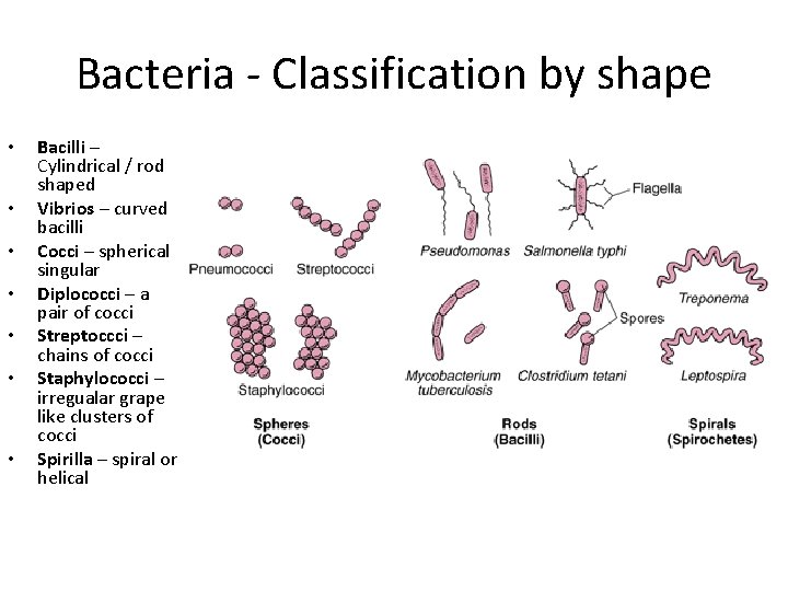 Bacteria - Classification by shape • • Bacilli – Cylindrical / rod shaped Vibrios