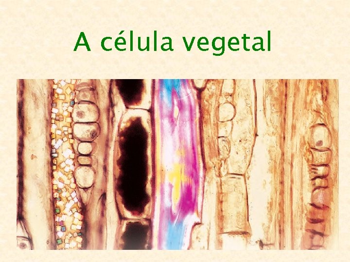 A célula vegetal 