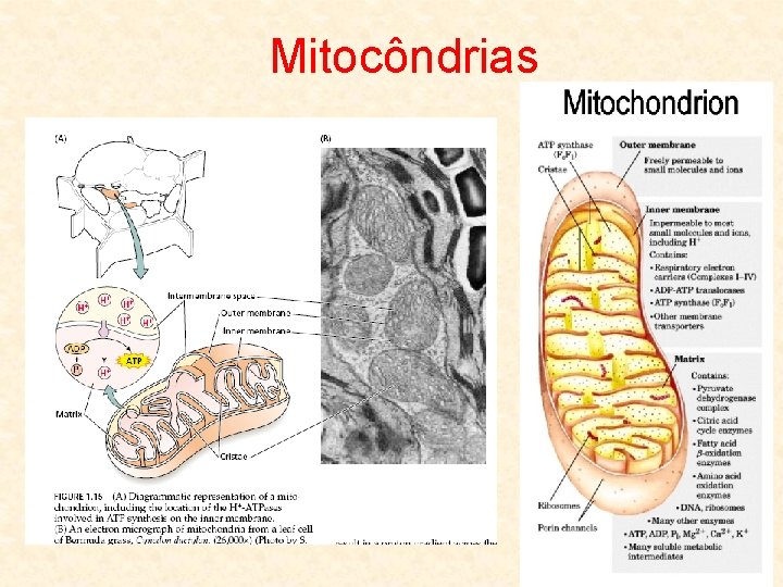 Mitocôndrias 