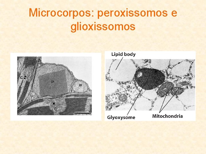 Microcorpos: peroxissomos e glioxissomos 