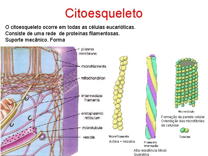 Citoesqueleto O citoesqueleto ocorre em todas as células eucarióticas. Consiste de uma rede de