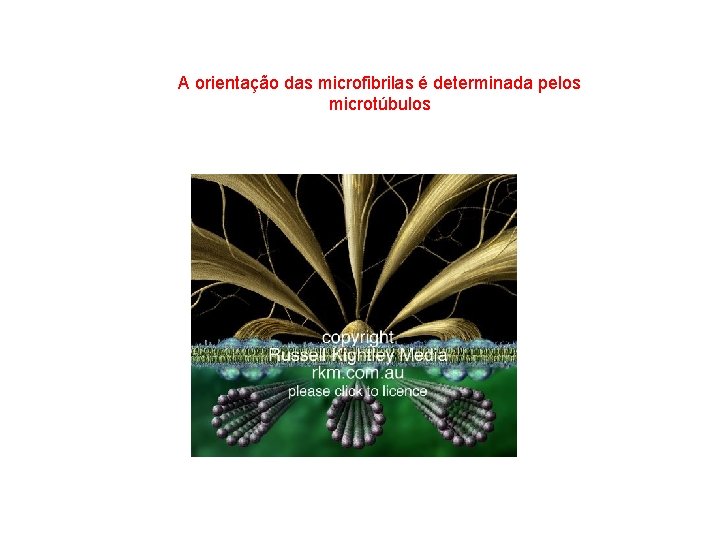 A orientação das microfibrilas é determinada pelos microtúbulos 