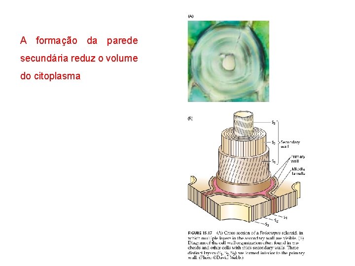 A formação da parede secundária reduz o volume do citoplasma 