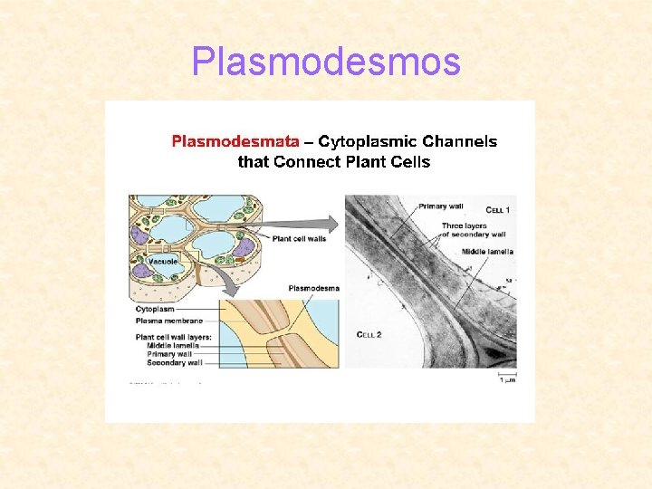 Plasmodesmos 