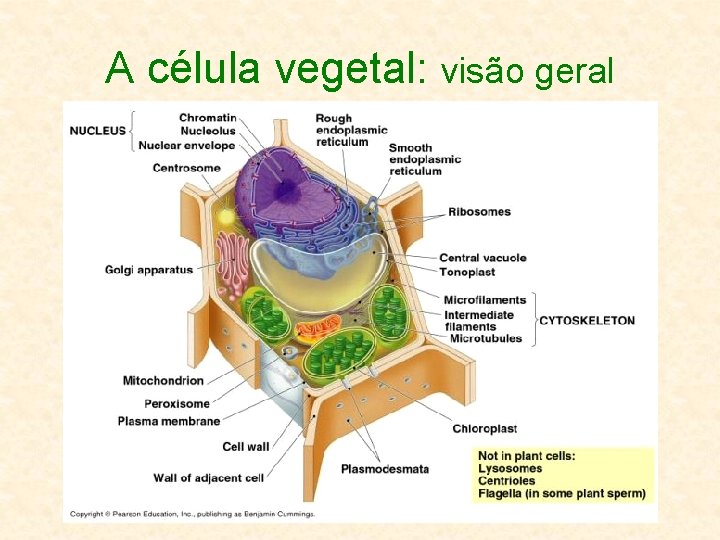 A célula vegetal: visão geral 
