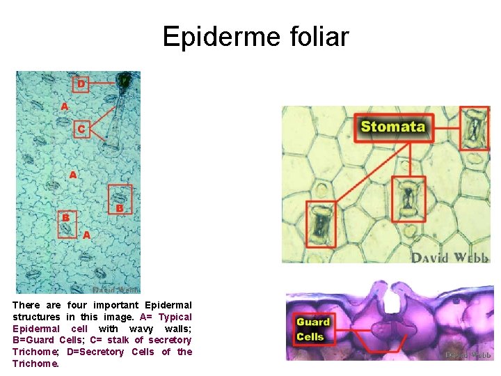 Epiderme foliar There are four important Epidermal structures in this image. A= Typical Epidermal