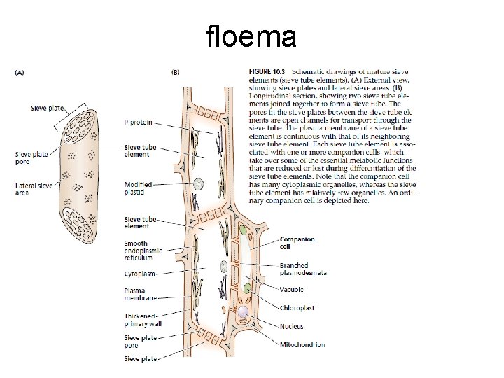 floema 