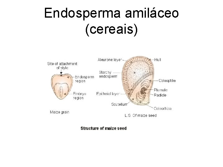 Endosperma amiláceo (cereais) 