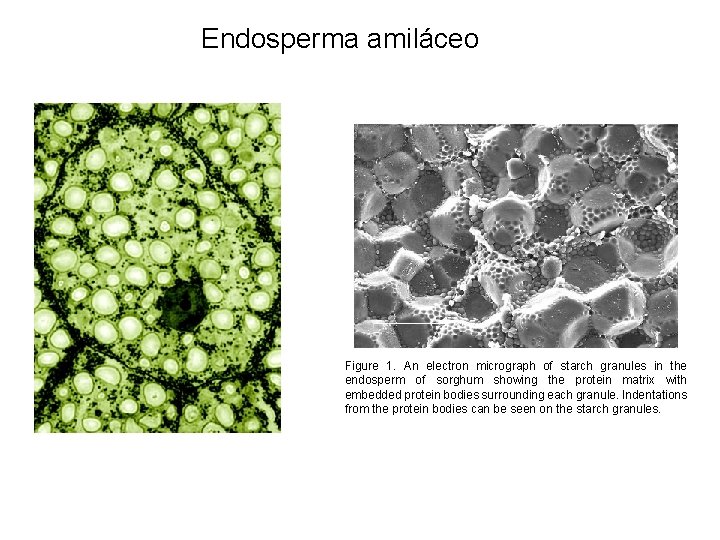 Endosperma amiláceo Figure 1. An electron micrograph of starch granules in the endosperm of