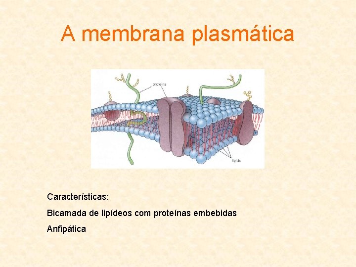 A membrana plasmática Características: Bicamada de lipídeos com proteínas embebidas Anfipática 