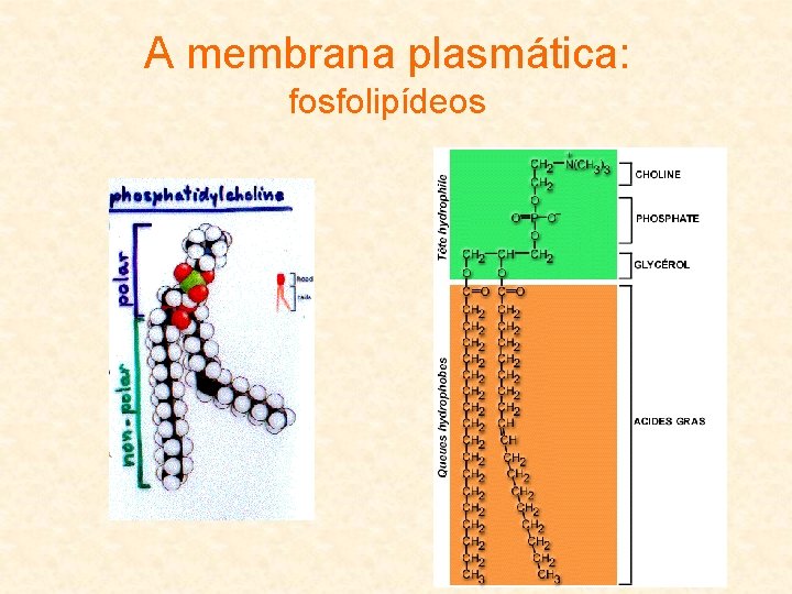A membrana plasmática: fosfolipídeos 