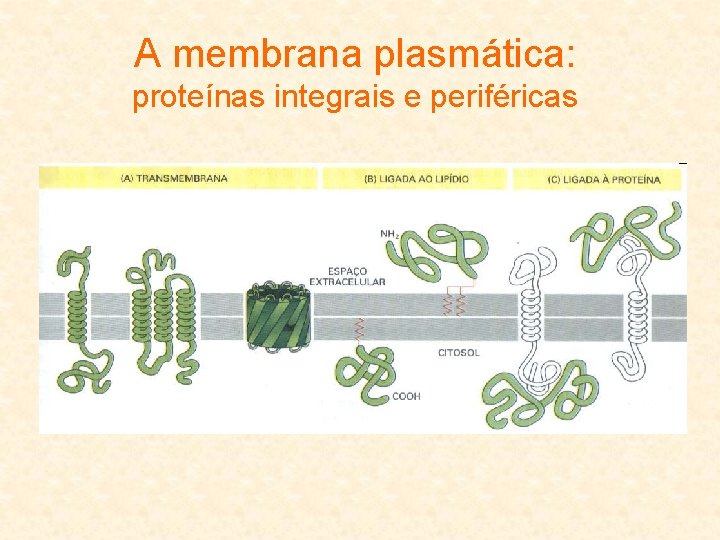 A membrana plasmática: proteínas integrais e periféricas 