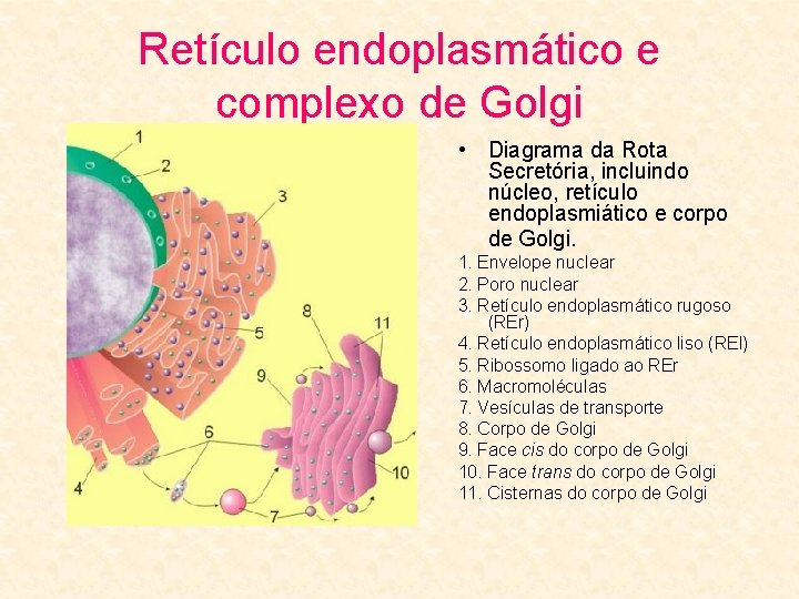Retículo endoplasmático e complexo de Golgi • Diagrama da Rota Secretória, incluindo núcleo, retículo