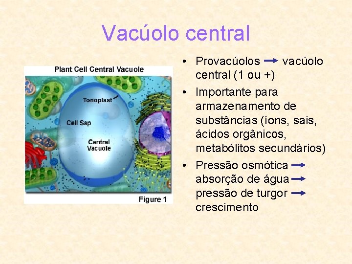 Vacúolo central • Provacúolos vacúolo central (1 ou +) • Importante para armazenamento de