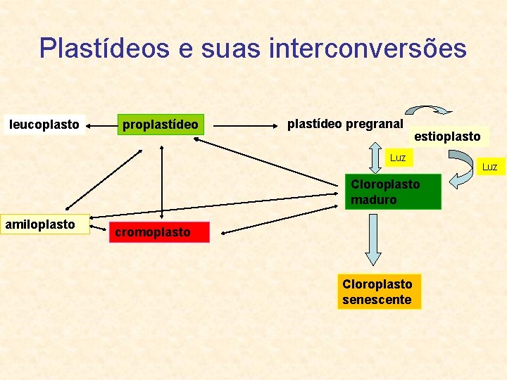 Plastídeos e suas interconversões leucoplasto proplastídeo pregranal estioplasto Luz Cloroplasto maduro amiloplasto cromoplasto Cloroplasto
