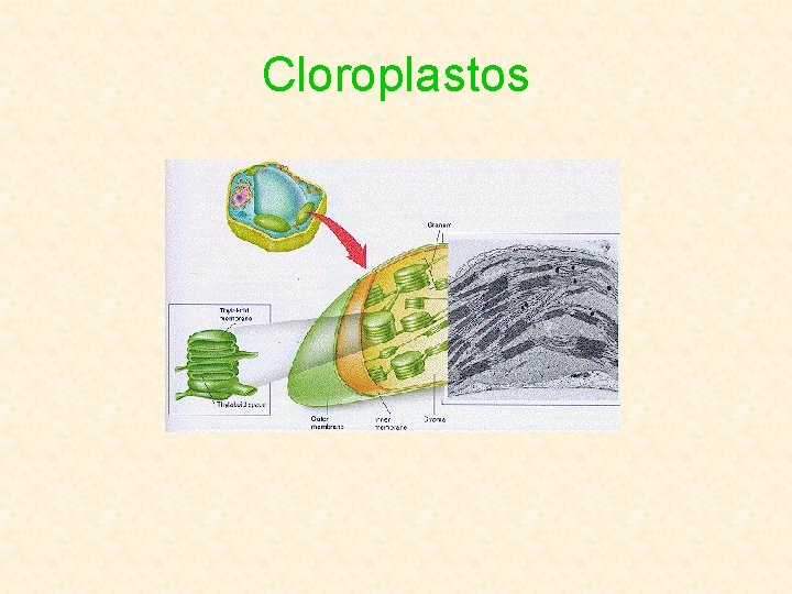 Cloroplastos 