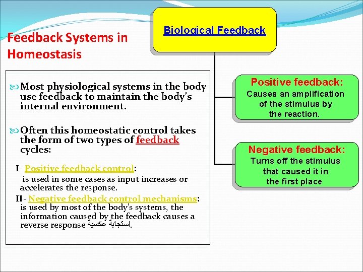 Feedback Systems in Homeostasis Biological Feedback Most physiological systems in the body use feedback