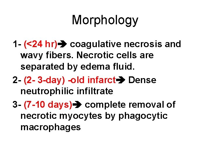 Morphology 1 - (<24 hr) coagulative necrosis and wavy fibers. Necrotic cells are separated