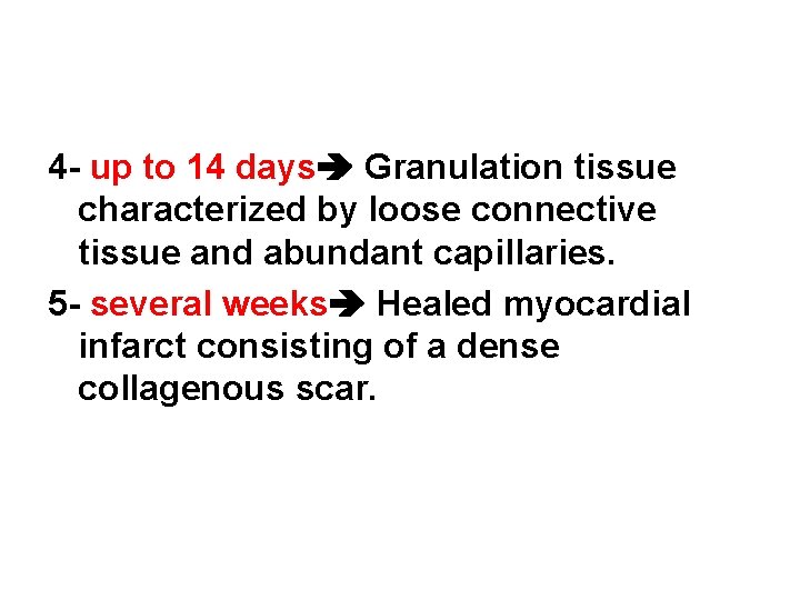 4 - up to 14 days Granulation tissue characterized by loose connective tissue and