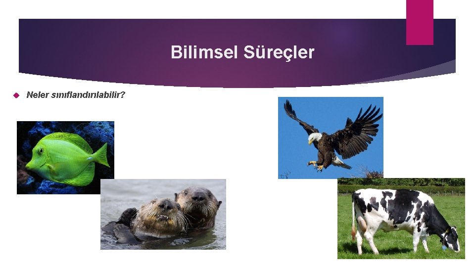 Bilimsel Süreçler Neler sınıflandırılabilir? 