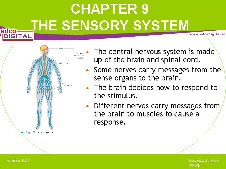 CHAPTER 9 THE SENSORY SYSTEM • The central nervous system is made up of