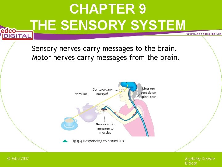 CHAPTER 9 THE SENSORY SYSTEM Sensory nerves carry messages to the brain. Motor nerves