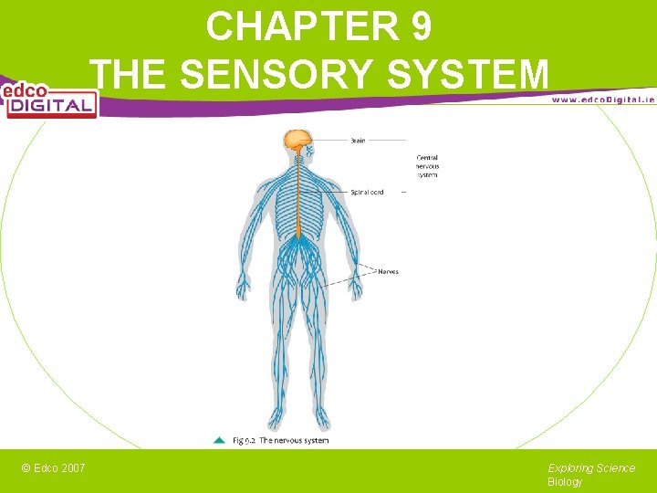 CHAPTER 9 THE SENSORY SYSTEM © Edco 2007 Exploring Science Biology 