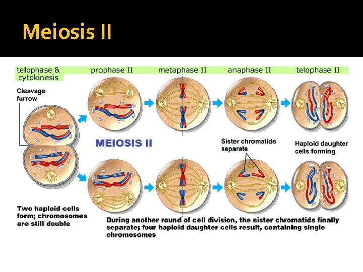Meiosis II Meiosis II