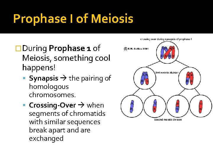 Prophase I of Meiosis �During Prophase 1 of Meiosis, something cool happens! Synapsis the Prophase I of Meiosis �During Prophase 1 of Meiosis, something cool happens! Synapsis the