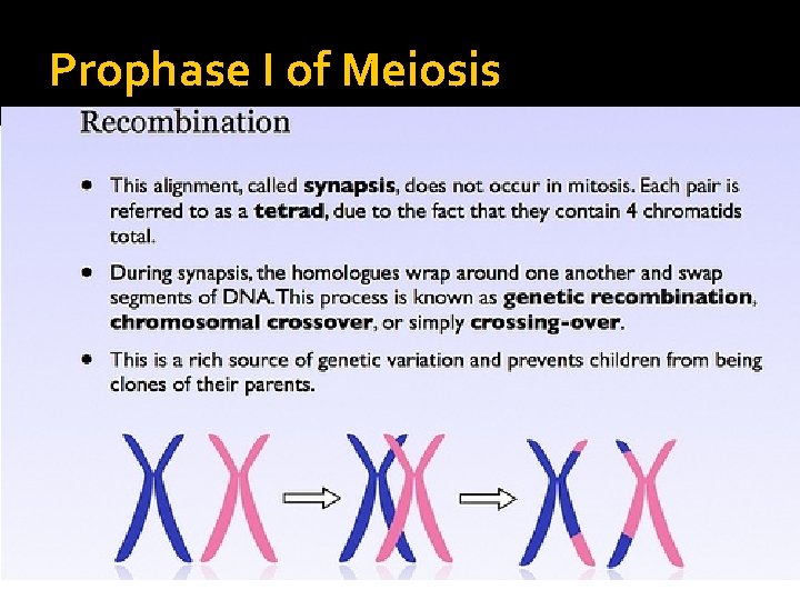Prophase I of Meiosis Prophase I of Meiosis