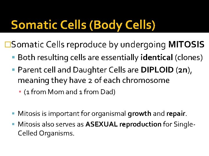 Somatic Cells (Body Cells) �Somatic Cells reproduce by undergoing MITOSIS Both resulting cells are Somatic Cells (Body Cells) �Somatic Cells reproduce by undergoing MITOSIS Both resulting cells are
