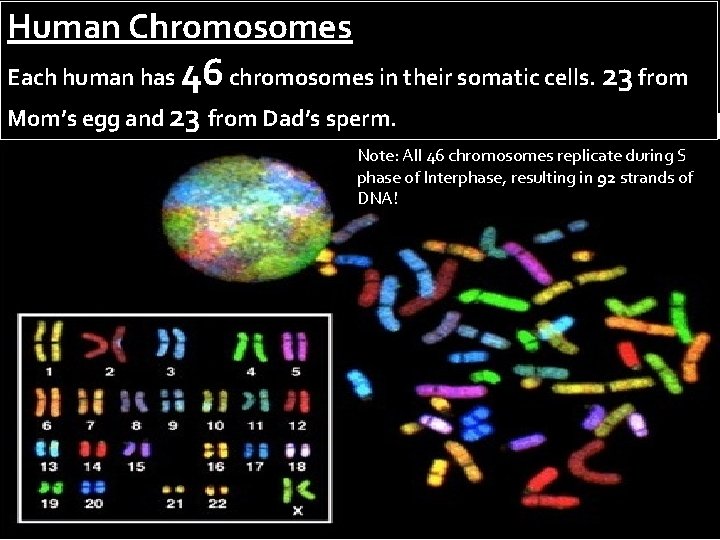 Human Chromosomes Each human has 46 chromosomes in their somatic cells. 23 from Mom’s Human Chromosomes Each human has 46 chromosomes in their somatic cells. 23 from Mom’s
