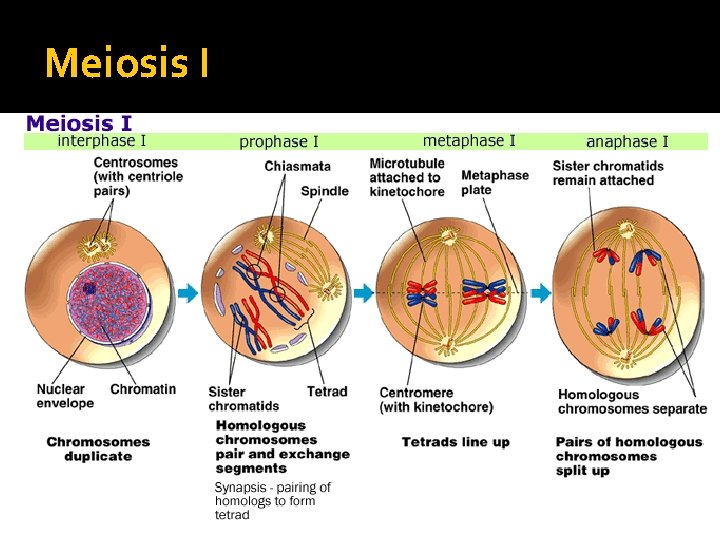 Meiosis I Meiosis I