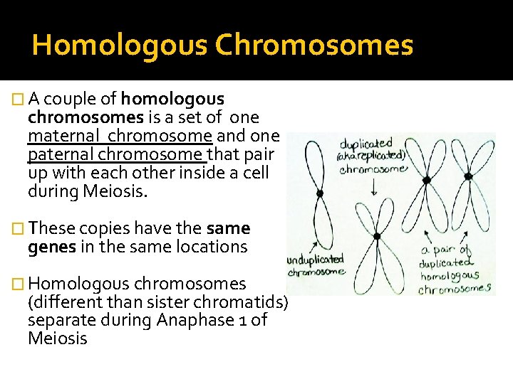 Homologous Chromosomes � A couple of homologous chromosomes is a set of one maternal Homologous Chromosomes � A couple of homologous chromosomes is a set of one maternal