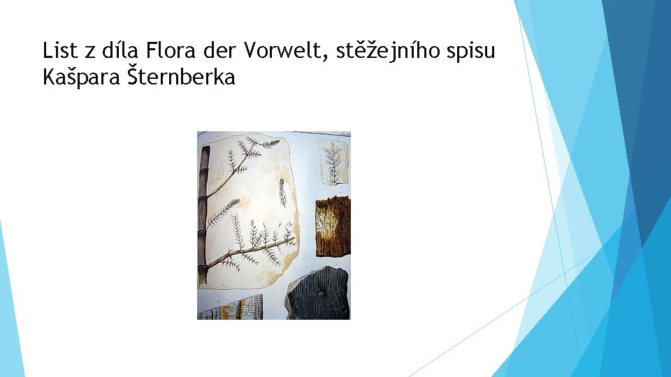 List z díla Flora der Vorwelt, stěžejního spisu Kašpara Šternberka 