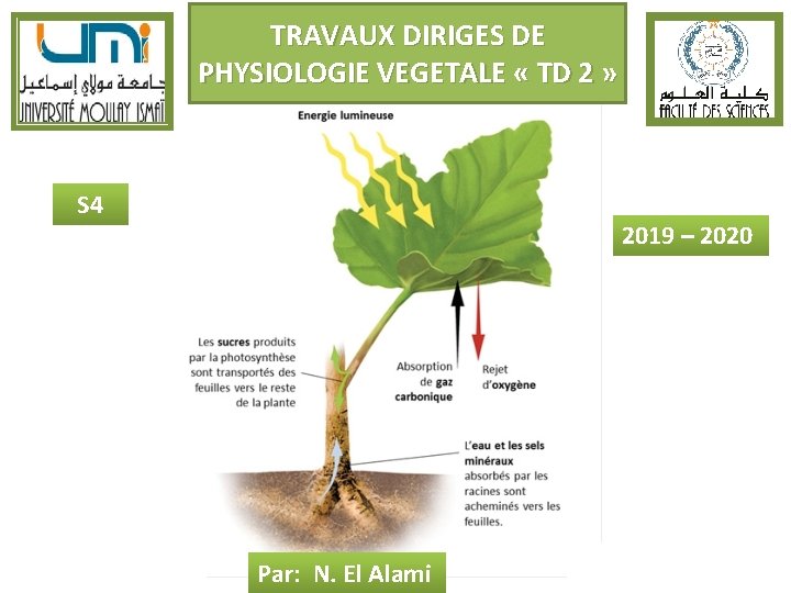 TRAVAUX DIRIGES DE PHYSIOLOGIE VEGETALE « TD 2 » S 4 2019 – 2020