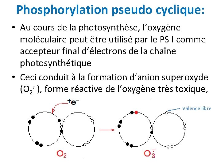 Phosphorylation pseudo cyclique: • Au cours de la photosynthèse, l’oxygène moléculaire peut être utilisé