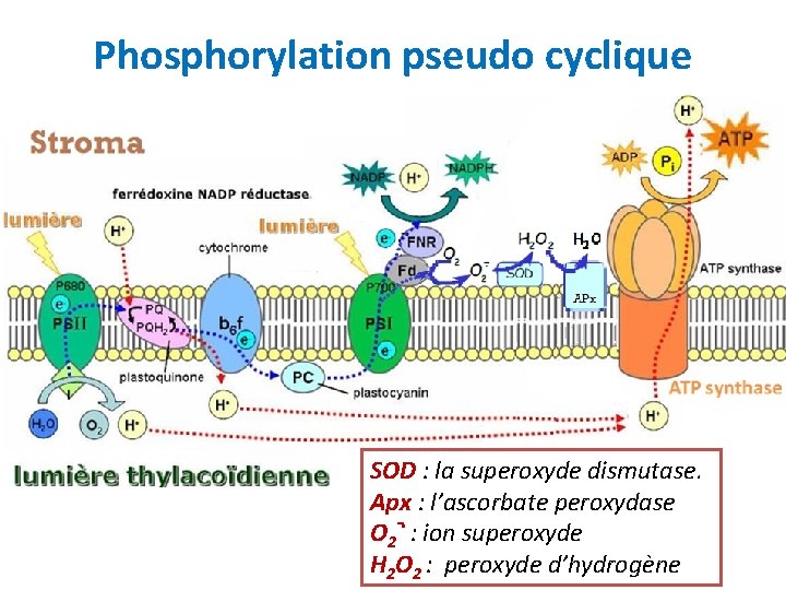 Phosphorylation pseudo cyclique SOD : la superoxyde dismutase. Apx : l’ascorbate peroxydase. O 2