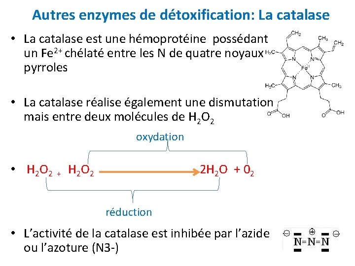 Autres enzymes de détoxification: La catalase • La catalase est une hémoprotéine possédant un
