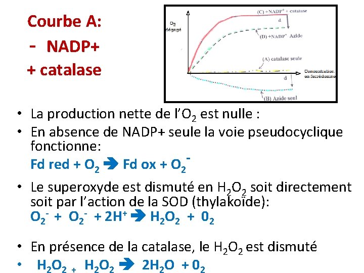 Courbe A: - NADP+ + catalase • La production nette de l’O 2 est