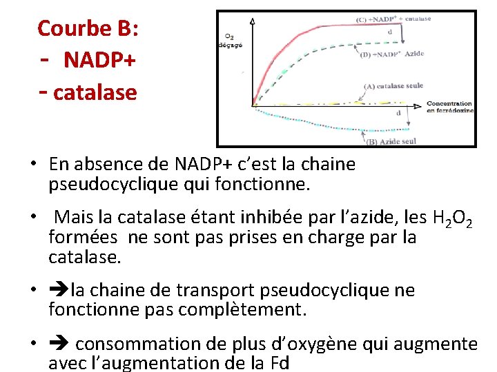 Courbe B: - NADP+ - catalase • En absence de NADP+ c’est la chaine