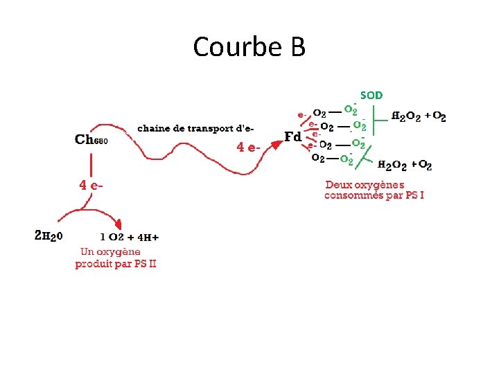 Courbe B SOD 
