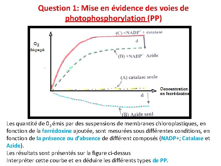 Question 1: Mise en évidence des voies de photophosphorylation (PP) Les quantité de 02