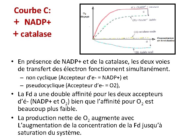 Courbe C: + NADP+ + catalase • En présence de NADP+ et de la