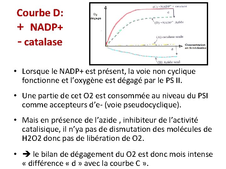 Courbe D: + NADP+ - catalase • Lorsque le NADP+ est présent, la voie