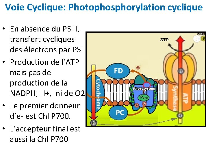 Voie Cyclique: Photophosphorylation cyclique • En absence du PS II, transfert cycliques des électrons