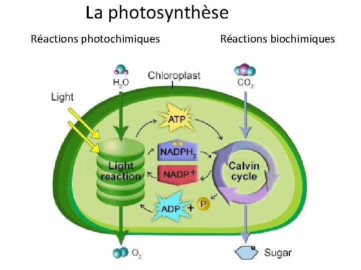 La photosynthèse Réactions photochimiques Réactions biochimiques 